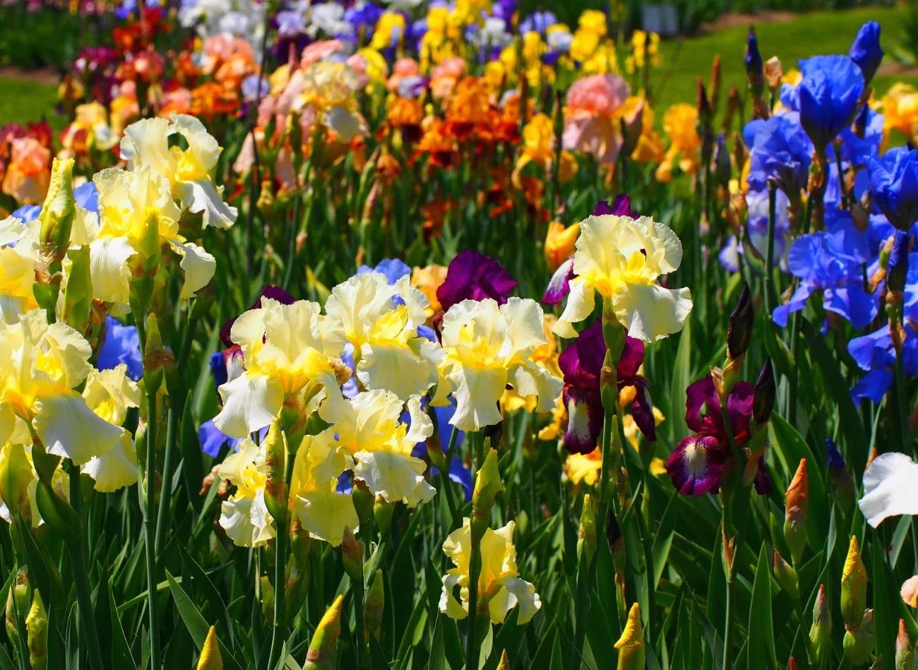 Aby utrzymać irysy w dobrej kondycji, warto odmładzać rośliny poprzez podział kęp ok. co 3-5 lat.