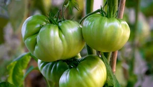 Podstawą pielęgnacji pomidorów w sierpniu jest ich cięcie, ale to niejedyny zabieg, o którym powinniśmy pamiętać.