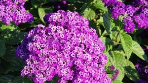 Heliotrop peruwiański to długo kwitnąca roślina, którą można uprawiać zarówno w ogrodzie, jak i w donicach.