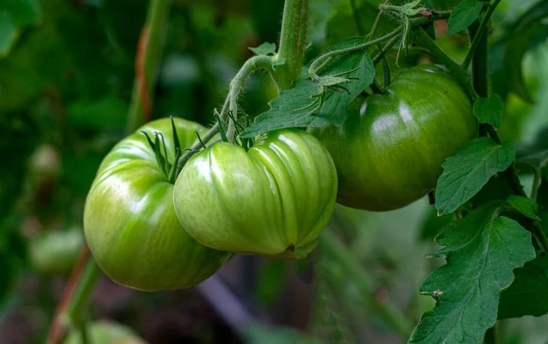 Sierpień to czas, gdy należy ogłowić pomidory, czyli przyciąć ich pędy główne