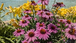 W jaki sposób pielęgnować jeżówki latem, by kwitły do jesieni?/Deccori.pl