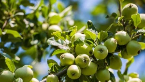 Dlaczego letnie cięcie jabłonie jest ważne?