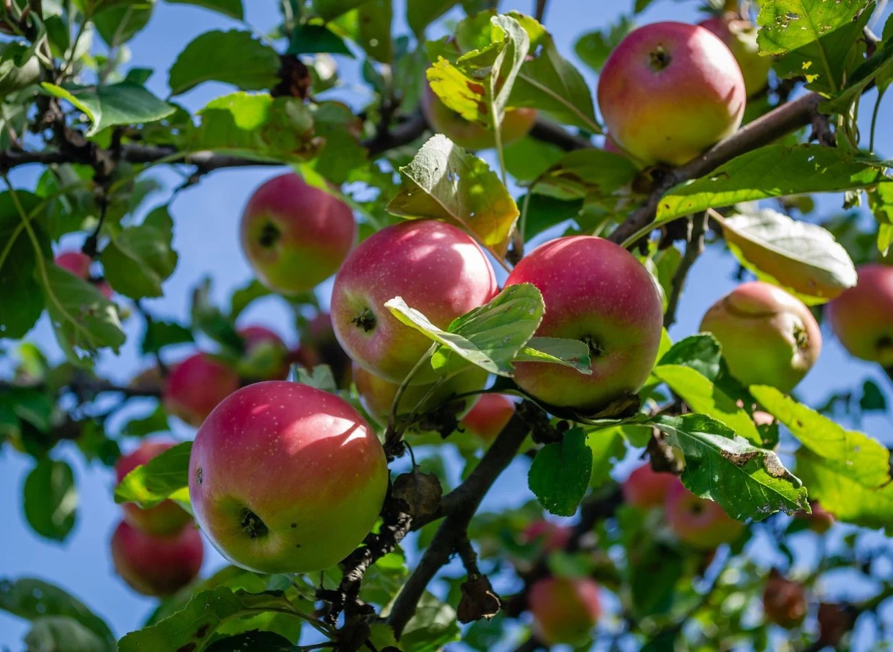 Letnie cięcie jabłoni poprawia jakość owoców poprzez lepsze doświetlenie korony drzewa.