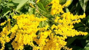 Jak uprawiać nawłoć ogrodową? Odmiany i właściwości polskiej mimozy