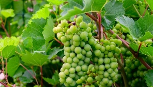 Winorośl to jedna z roślin, które trzeba przyciąć w sierpniu.