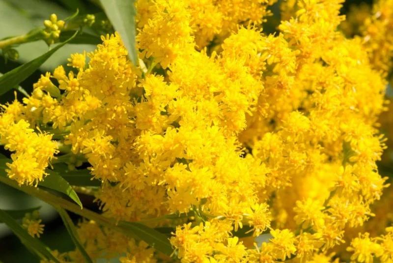 Większość gatunków nawłoci ma małe wymagania względem gleby i stanowiska