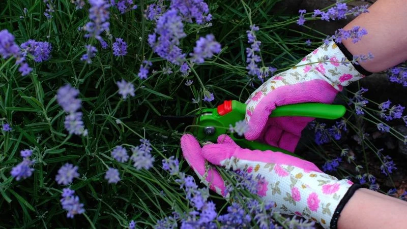 Lawendę warto przyciąć w sierpniu, by zakwitła jeszcze raz