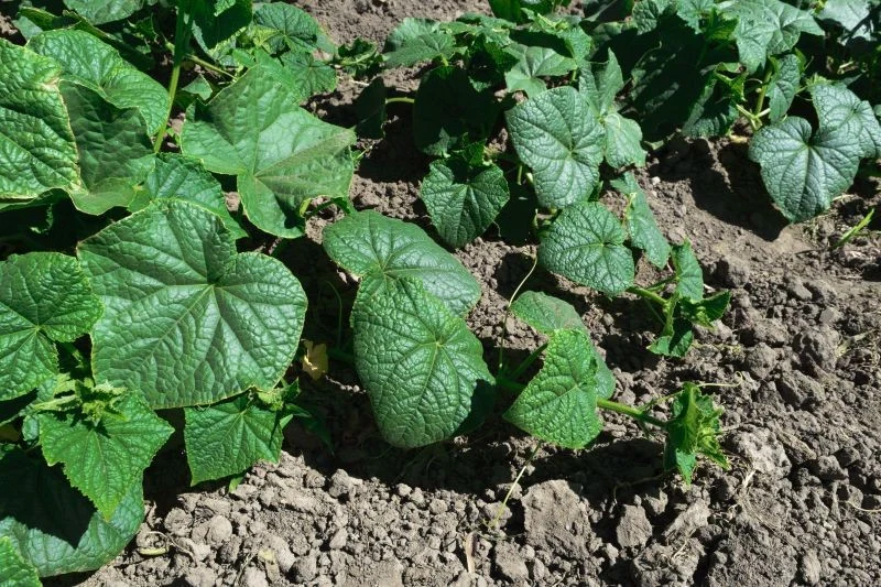 Czosnek chroni ogórki przed chorobami i szkodnikami