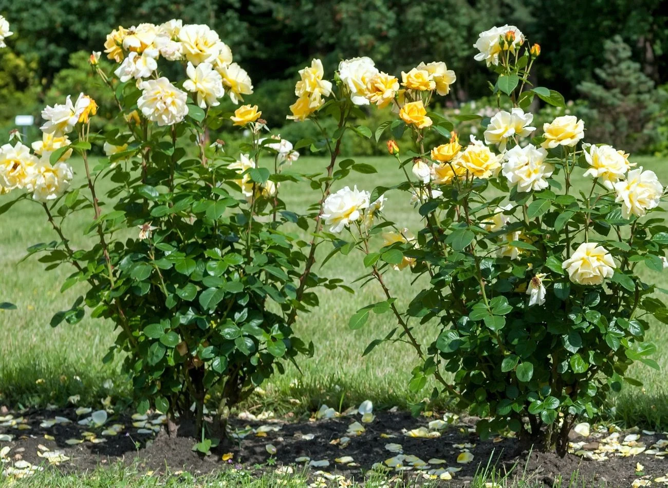 Naturalny nawóz do róż ze skorupek jaj i popiołu sprawia, że róże obficie kwitną w sierpniu, a dodatkowo mają mocniejsze łodygi i zdrowsze liście
