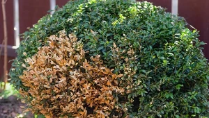 Ćma bukszpanowa jest największym zagrożeniem dla zimozielonych krzewów ozdobnych w naszych ogrodach.