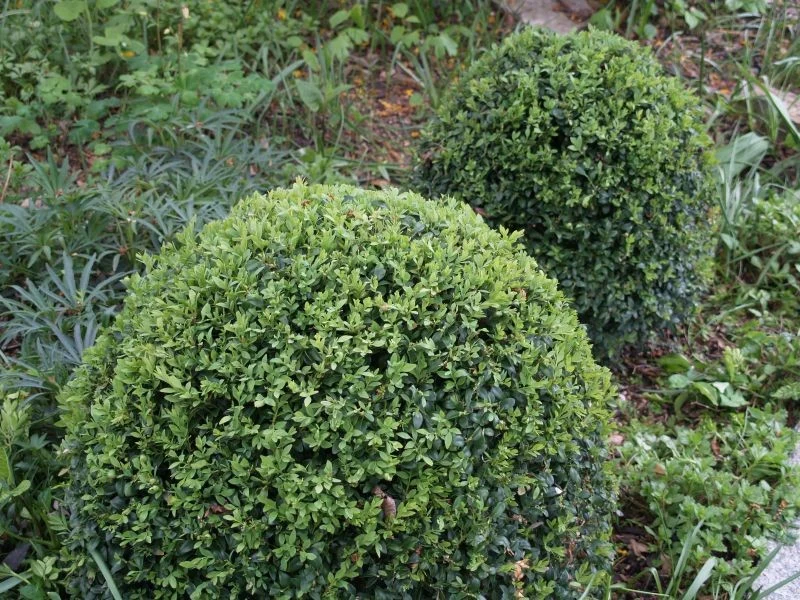 Czego nie lubi ćma bukszpanowa