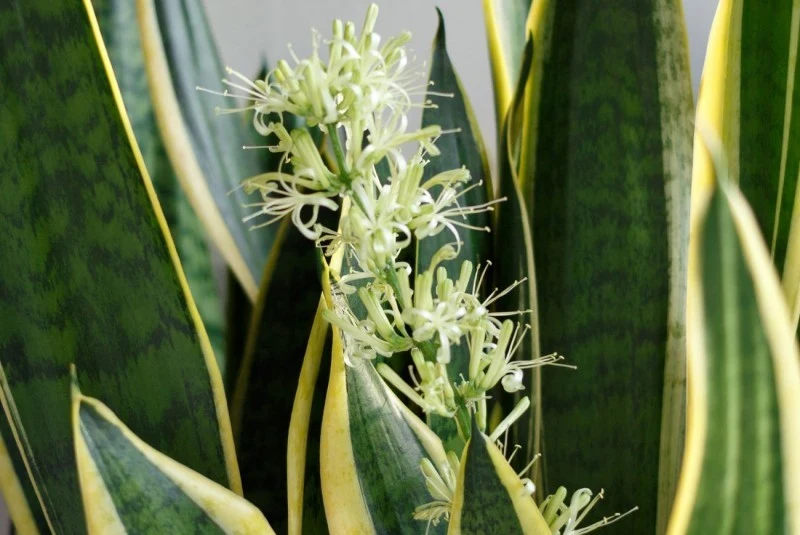 Jak pielęgnować sansewierię, żeby zakwitła?