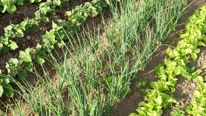 Siew i sadzenie późnego lata ma wiele zalet.