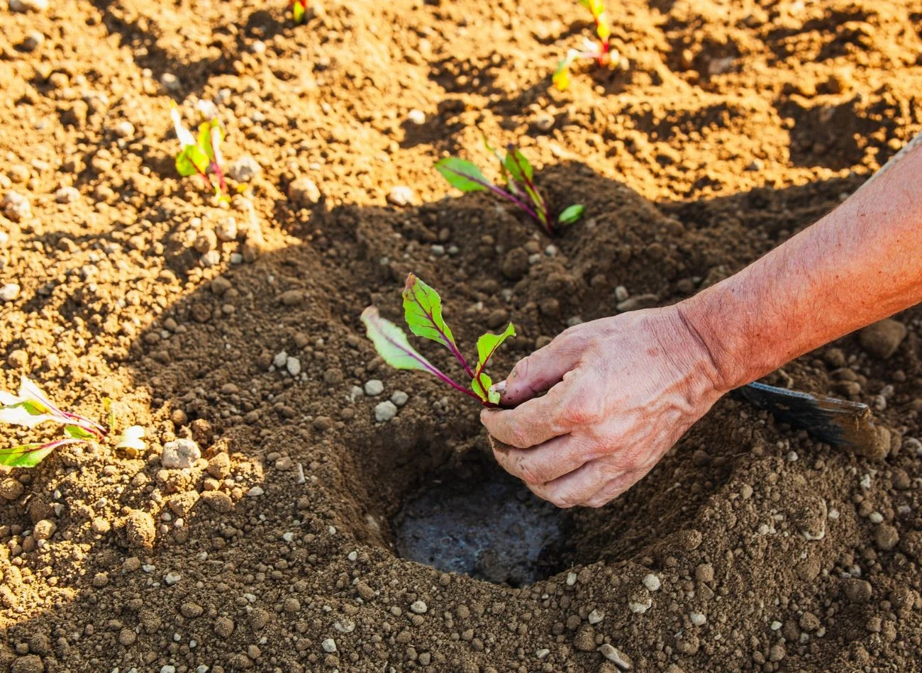 W sierpniu można wysiać lub posadzić na pustych grządkach buraki.