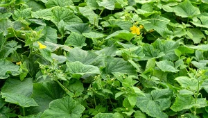 Dlaczego ogórki są bulwiaste? Przyczyny mogą być różne.