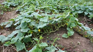 Po co przerzedza się ogórki?