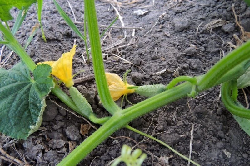 Ogórki mogą być bulwiaste z powodu nieprawidłowego podlewania