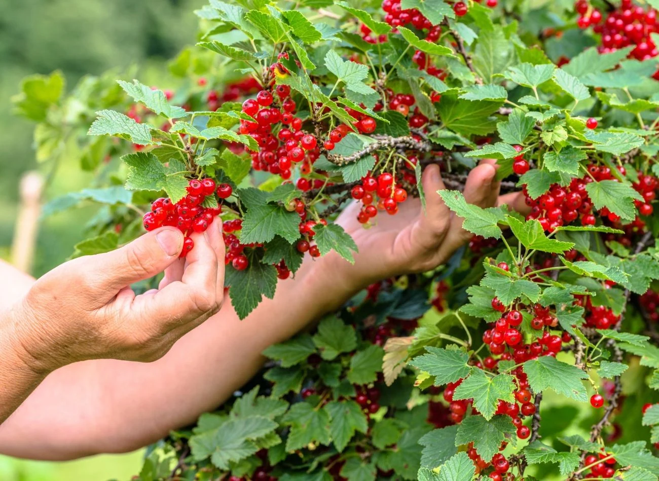 Sierpień to dobry czas sadzenie porzeczki w ogrodzie