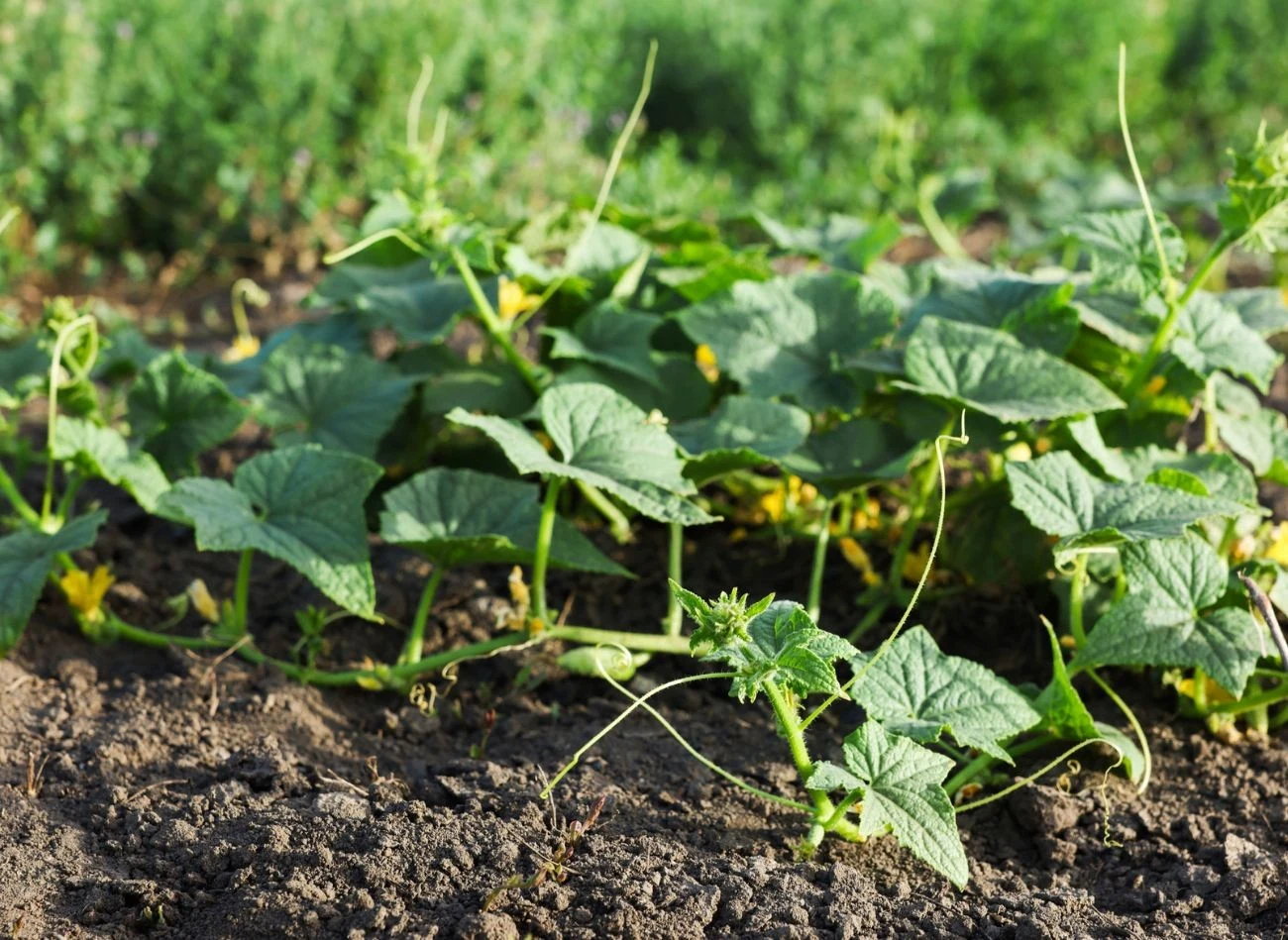 Przerzedzanie ogórków jest szczególnie polecane w przypadku ich prowadzenia na podporach
