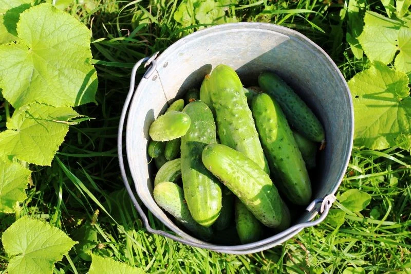 Dzięki prawidłowemu nawożeniu będziemy zbierać równe i kształtne ogórki