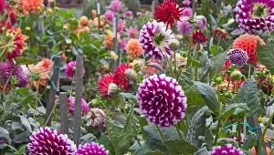 Jak dbać o dalie podczas kwitnienia? Naturalny nawóz sprawi, że będą kwitły do późnej jesieni