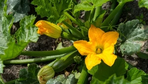 Jak chronić cukinię przed mączniakiem prawdziwym?