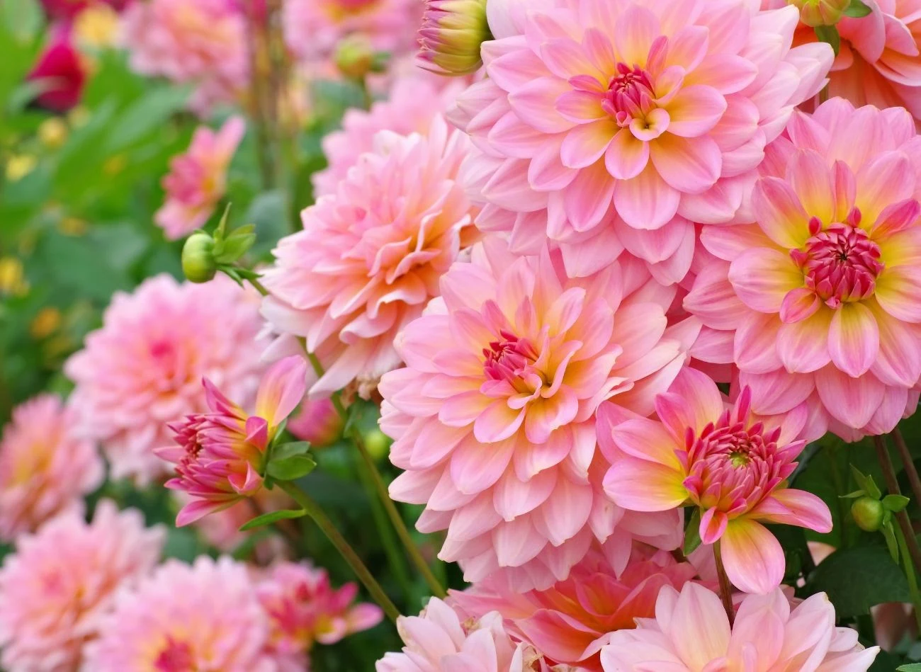 Podczas kwitnienia warto zasilać dalię naturalnymi nawozami, np