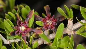 Obwojnik grecki to silnie rozrastające się pnącze, pochodzące z cieplejszych rejonów Europy i Azji.