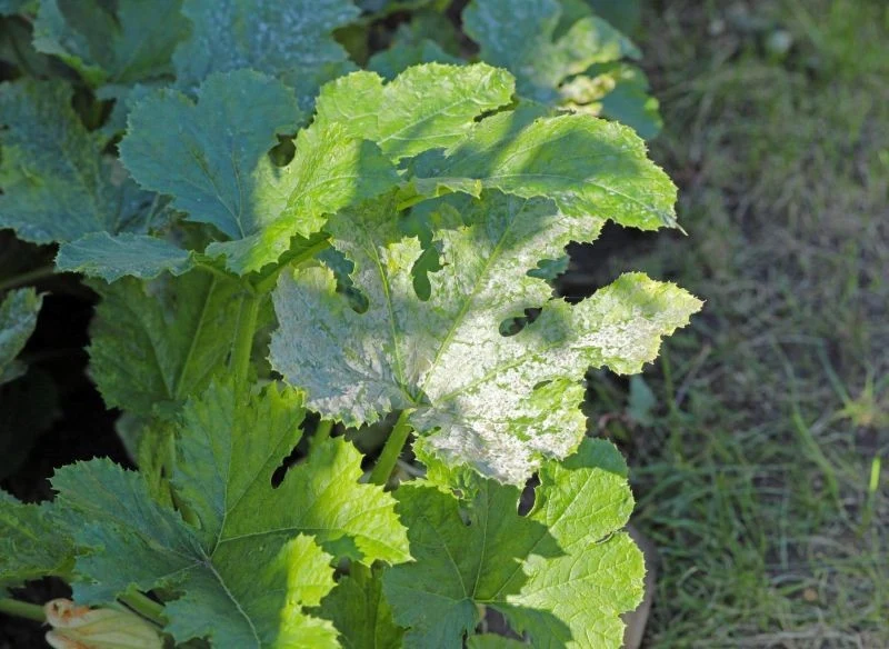 Mączysty, biały nalot jest charakterystycznym objawem mączniaka prawdziwego