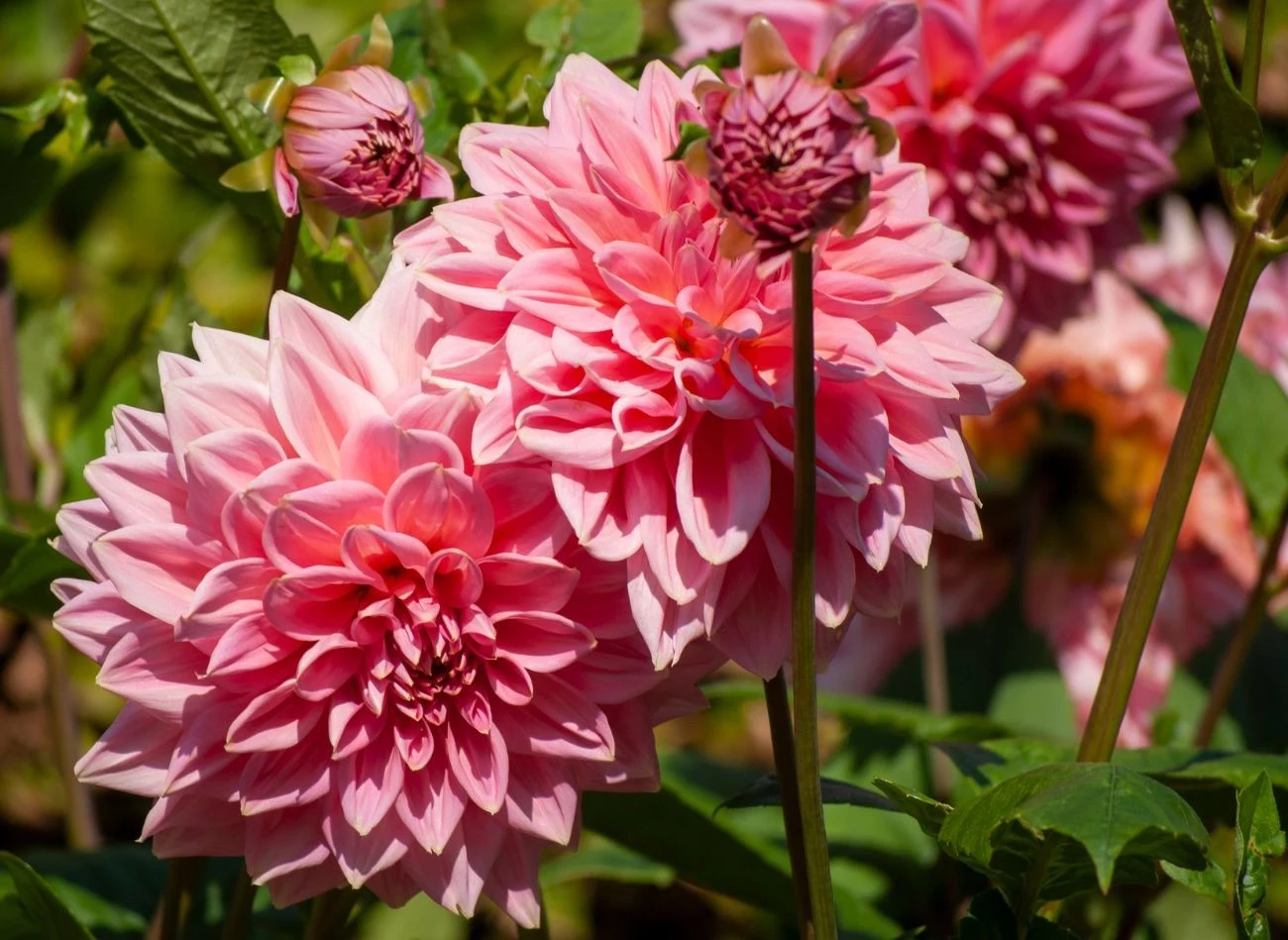 Przy odpowiedniej pielęgnacji dalie mogą nieprzerwanie kwitnąć nawet do 4 miesięcy