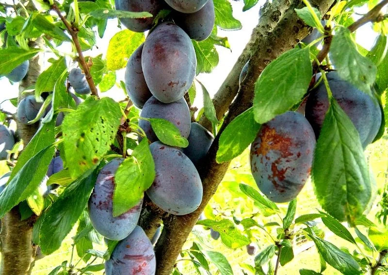 Wiosenna obserwacja drzewa pomaga zapobiegać gniciu śliwki.