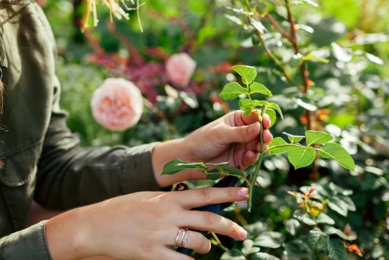 Najlepsze pąki do szczepienia znajdują się w środkowej części pędu – nie wybieraj tych z podstawy ani wierzchołka.