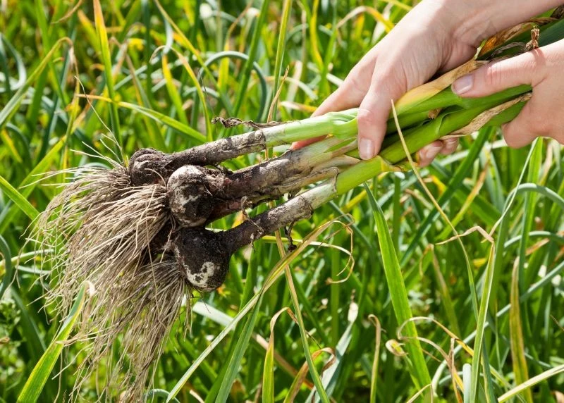 Po wykopaniu czosnku, należy go dobrze wysuszyć.