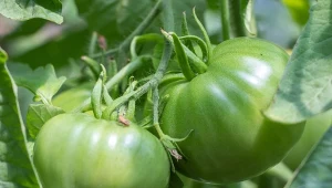 Pomidory to warzywa o wysokich wymaganiach pokarmowych, dlatego potrzebują nawozów naturalnych i mineralnych.