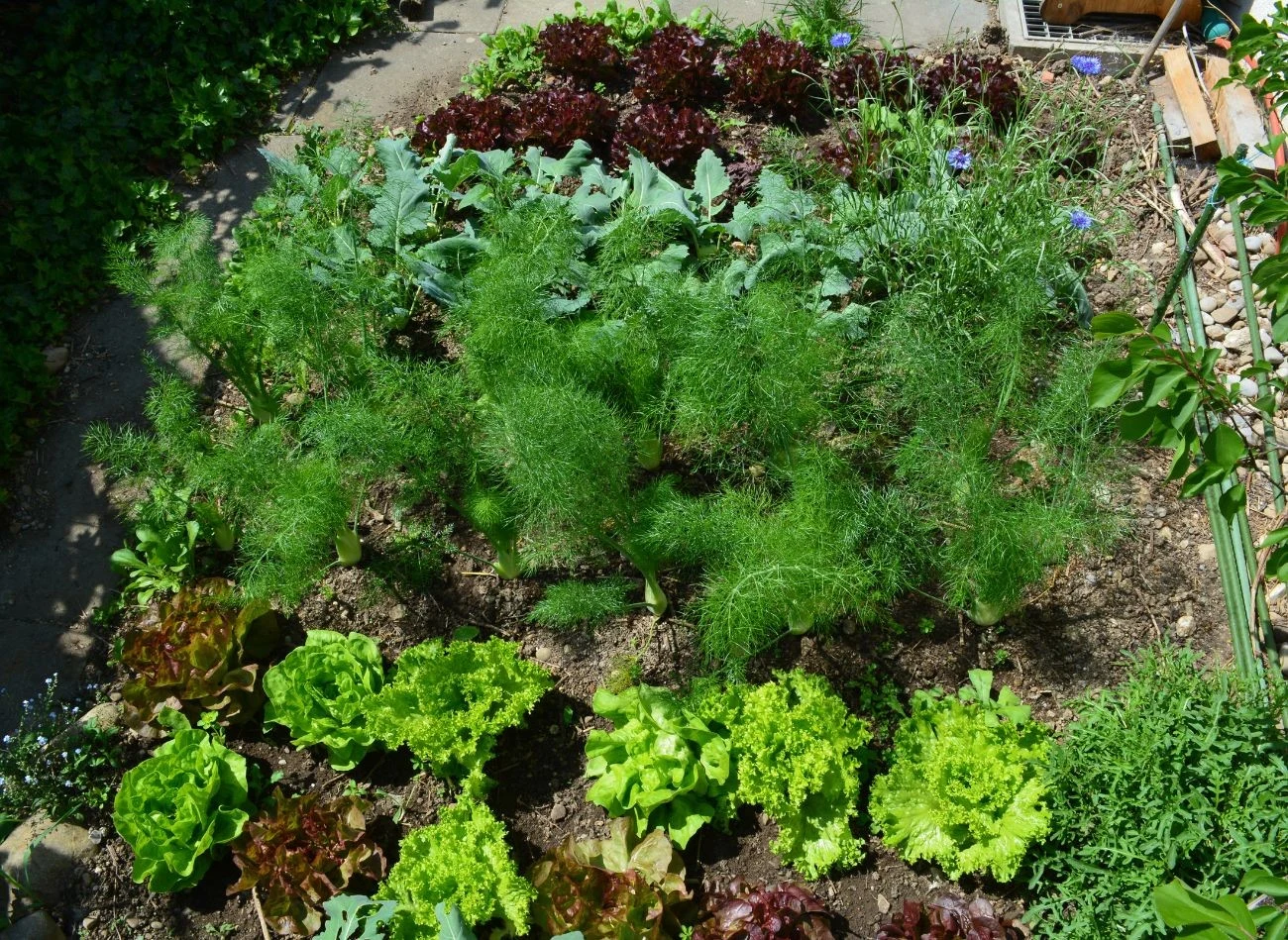 Nie wszystkie warzywa mają wysokie wymagania pokarmowe i nie potrzebują regularnego dokarmiania