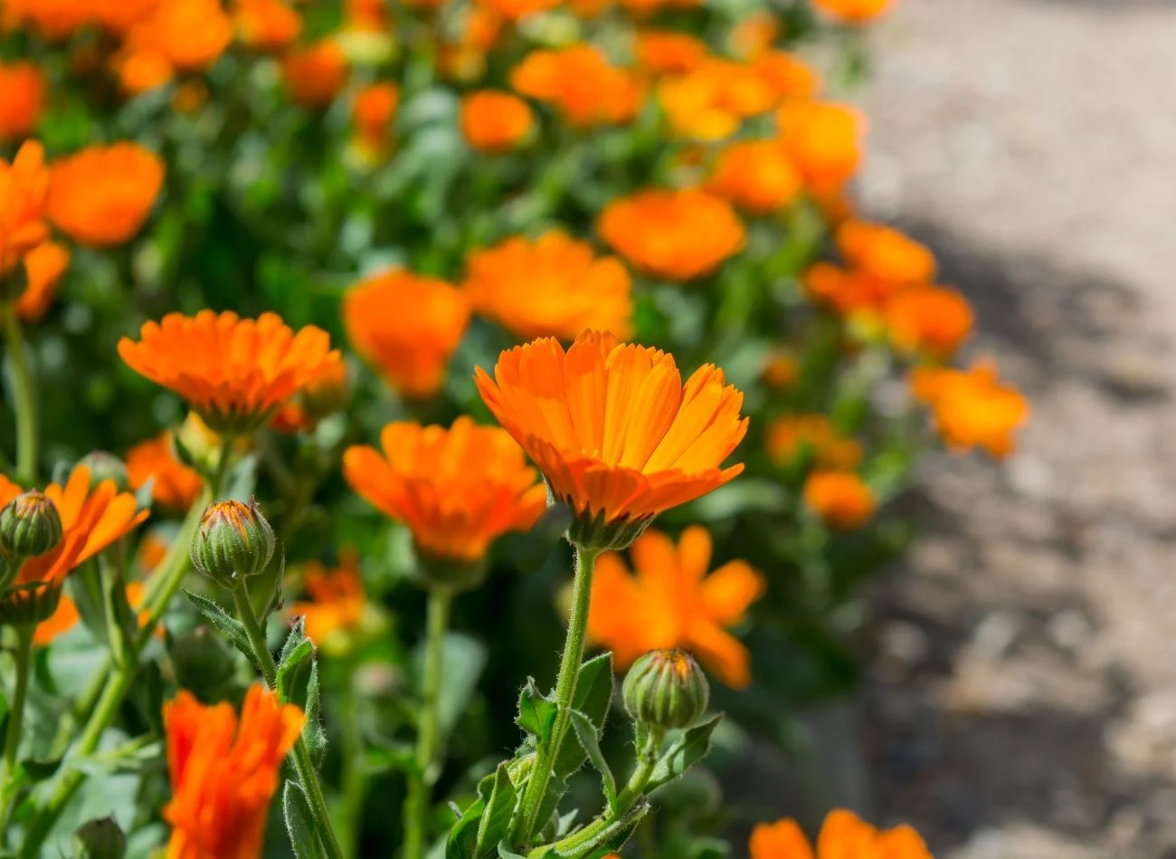 Nagietki możesz siać z nasion nawet pod koniec sierpnia.