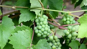 Mączniak prawdziwy zagraża winorośli. Jak ją chronić przed tą niebezpieczną chorobą?