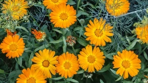 Nagietek to niedoceniana roślina, która nie tylko chroni ogród przed szkodnikami.