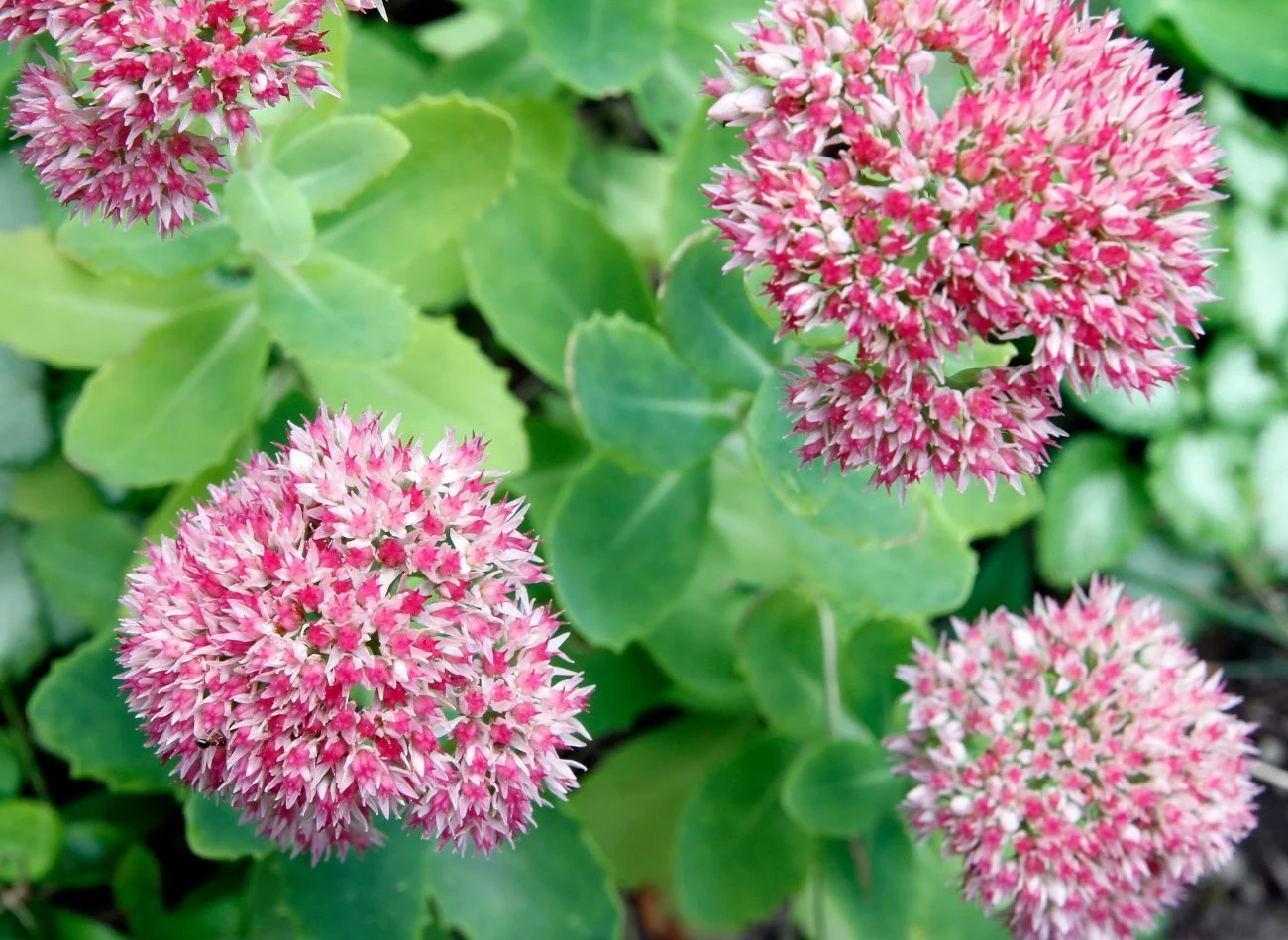 Niektóre odmiany rozchodników najpiękniej kwitną jesienią, dlatego warto je posadzić w sierpniu.