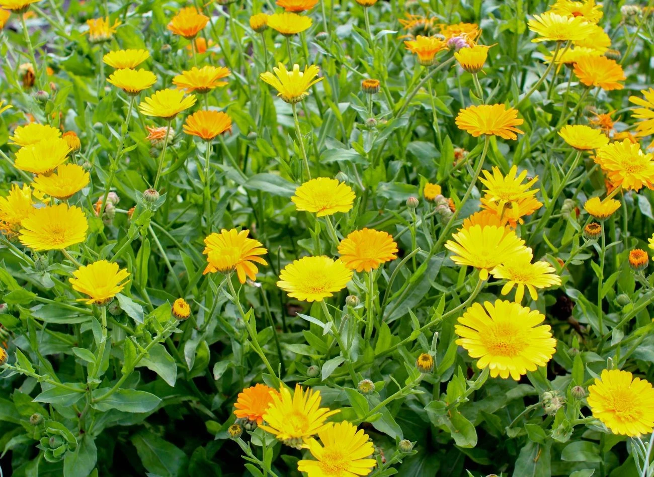 Nagietki mają właściwości przeciwzapalne i grzybobójcze, dlatego są wykorzystywane w przemyśle farmaceutycznym i kosmetycznym.