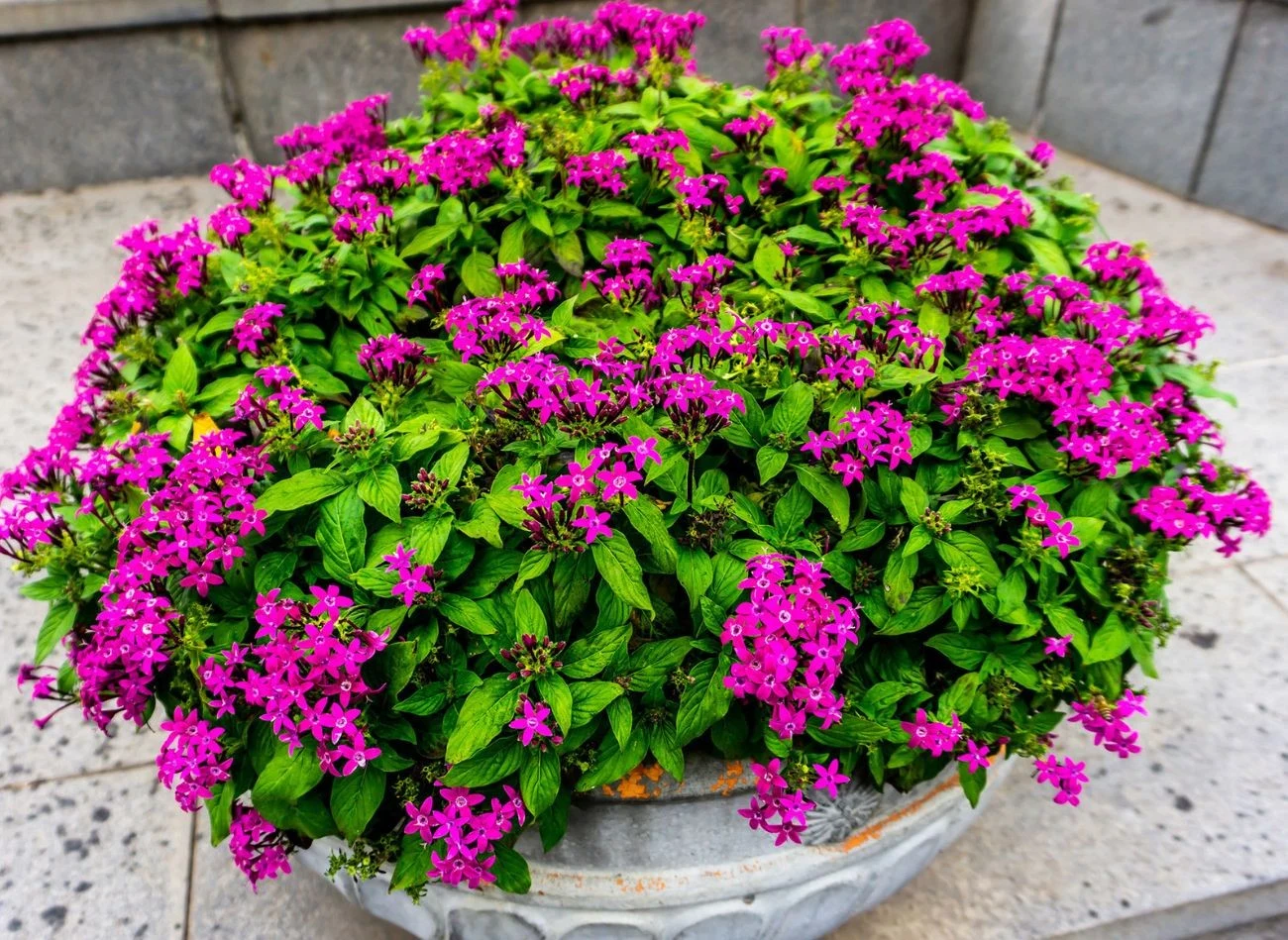 Za sprawą świetnej tolerancji na uprawę w pojemnikach, piętak lancetowaty to dobry wybór do dużych donic, mis i skrzynek balkonowych