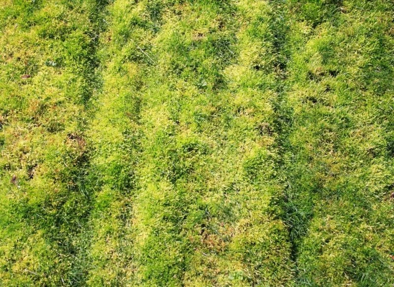 Jak usunąć mech z trawnika bez wertykulacji