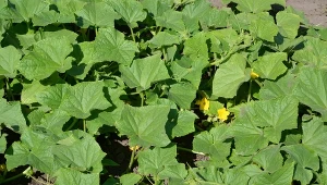 Jak pielęgnować ogórki w środku lata?