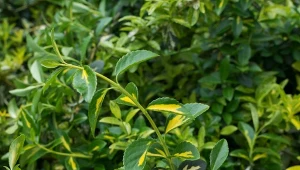 Trzmielina wygląda wyjątkowo efektownie. Zarówno jako roślina osłaniająca, jak i pojedynczy krzew.