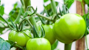 Przycinanie pomidorów to ważny zabieg, który trzeba wykonywać w również w środku lata.