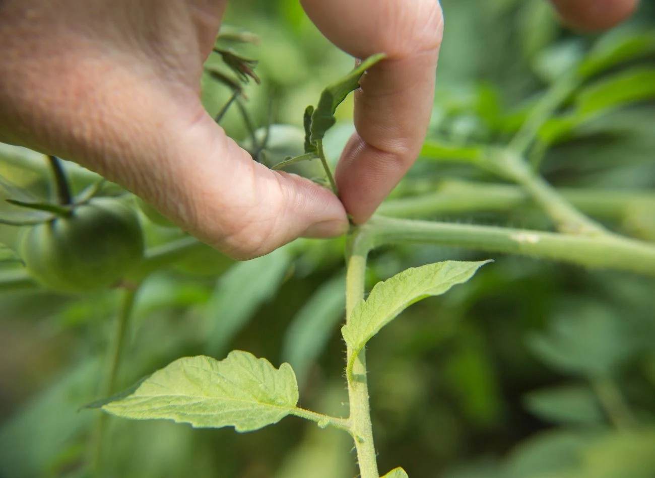 Usuwanie "wilków", czyli pędów bocznych wyrastających w miejscu, gdzie liście stykają się z pędem głównym, to jedna z metod przycinania pomidorów.
