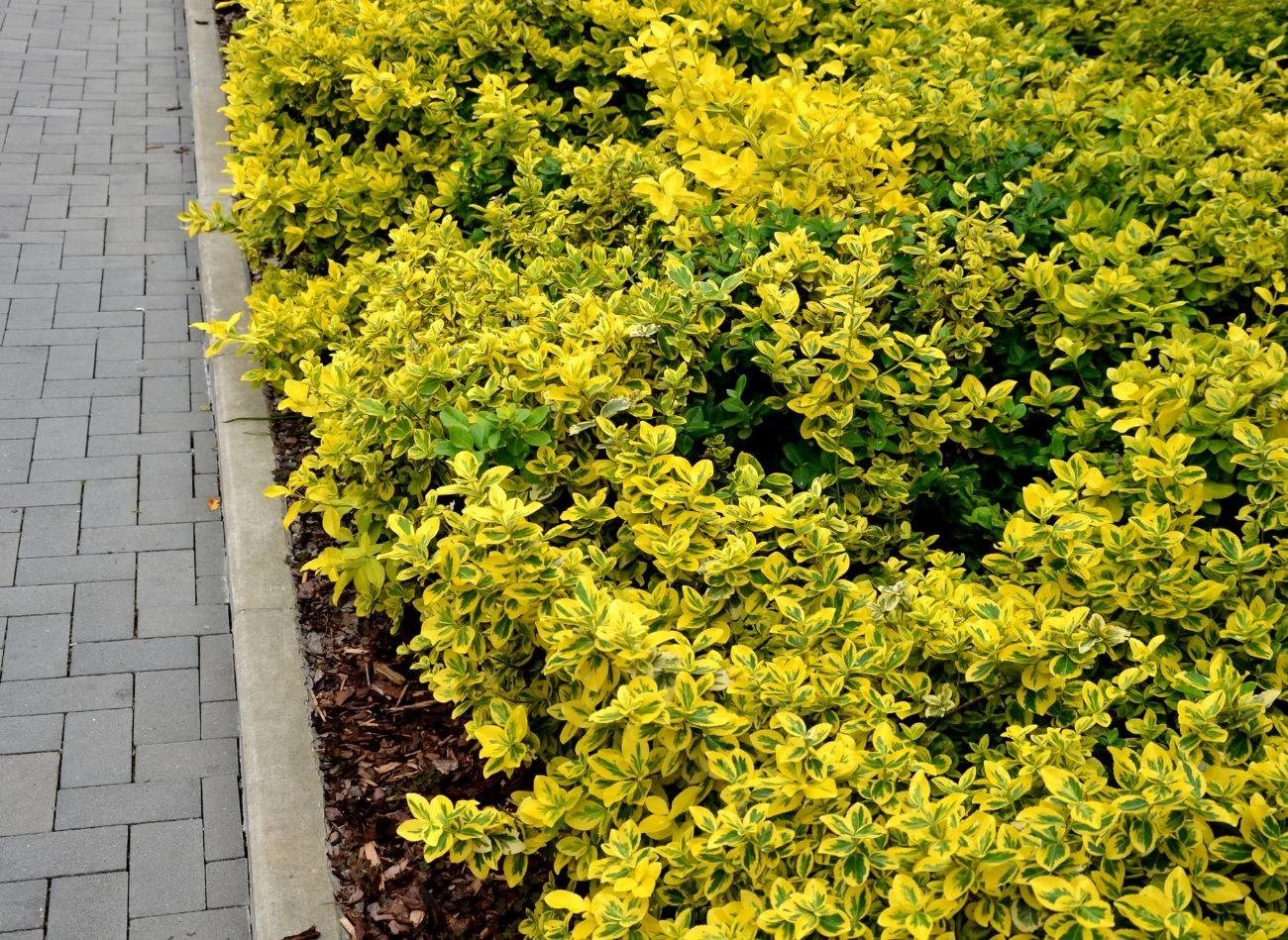 W ogrodzie trzmielina może pełnić wiele ról: od żywopłotu, przez soliter, po roślinę zadarniającą.