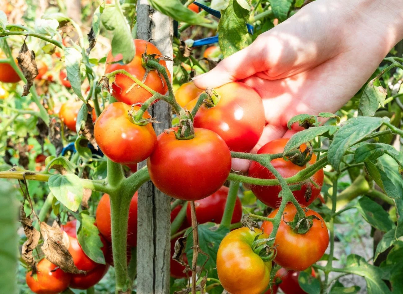 Pamiętaj, żeby nie usuwać liści, które są blisko owoców.