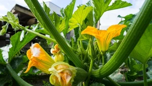 Nawóz z ziaren, które są  w sprawie każdej kuchni, pomaga m.in. na rozwój systemu korzeniowego warzyw.