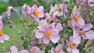 Azjatycka bylina to król późnego lata. Ma niewielkie wymagania, kwitnie od sierpnia do października